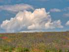 France, Provence, Sault, Hillsides of wildflowers Art Print